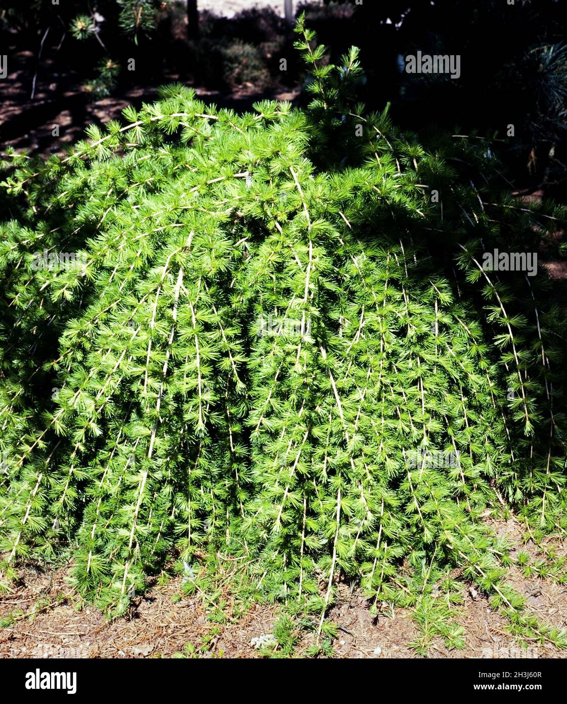 Laerche, Larix, pendula Stock Photo