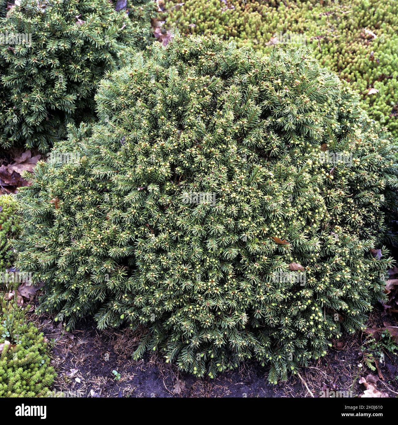Norway spruce, Picea abies, Gregoryana veitchii Stock Photo