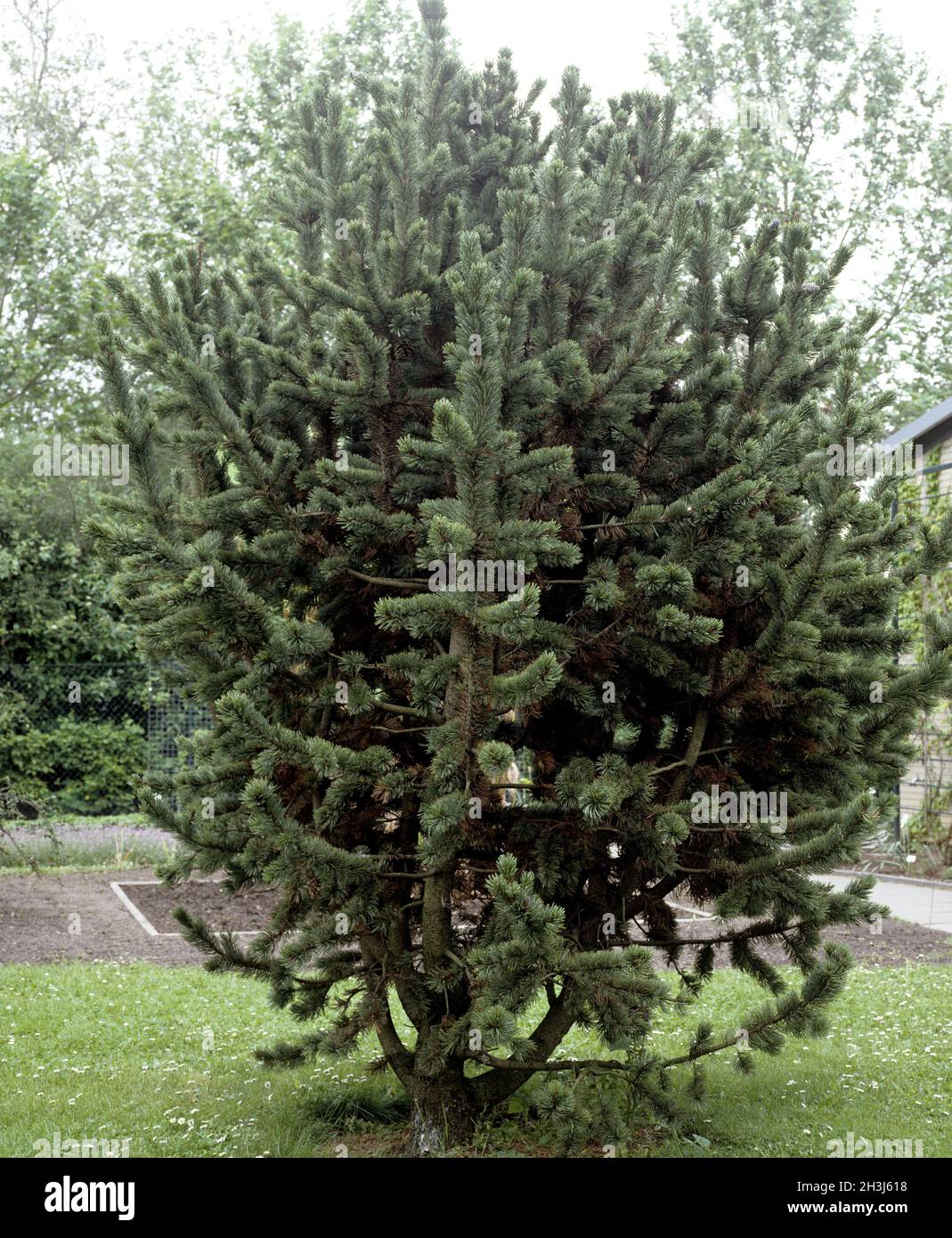 Green pine, pine, Pinus aristata Stock Photo