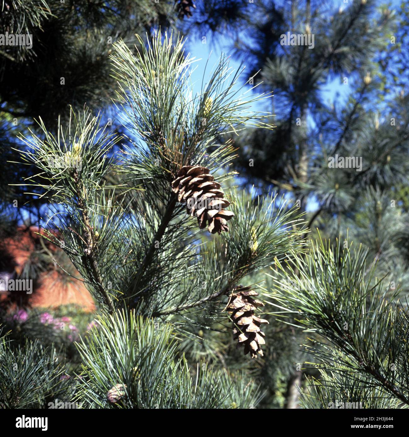 Rumelian pine, Pinus peuce Stock Photo