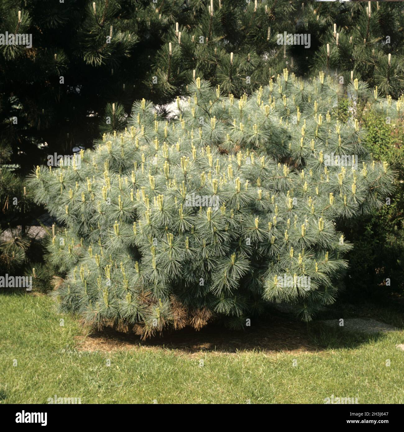 Weymouth pine, Pinus strobus Stock Photo