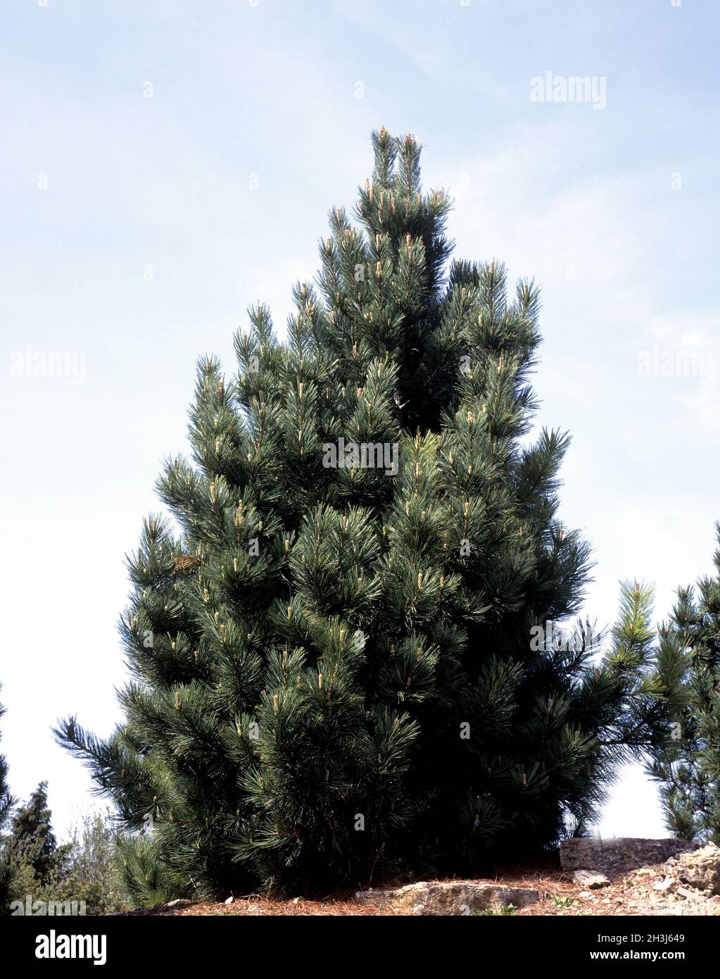 Swiss stone pine, Pinus cembra Stock Photo