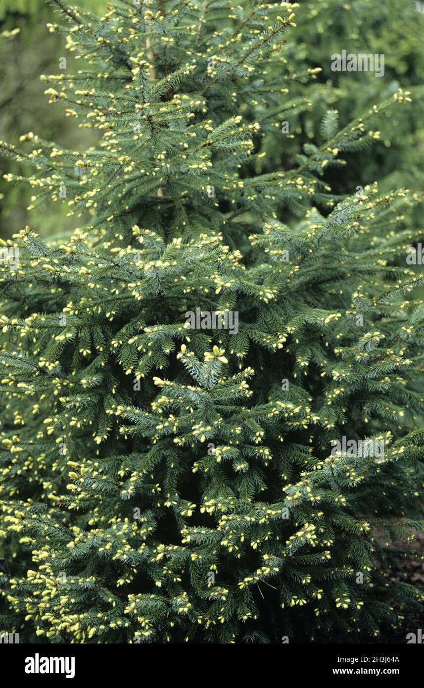 Serbian spruce; Picea abies; spruce, Picea mariorika, Jade gold Stock Photo