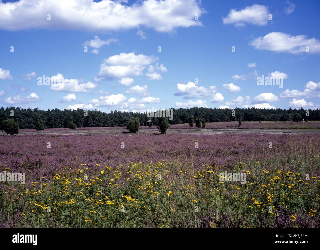 Lueneburger, Heath; bluehende, Stock Photo