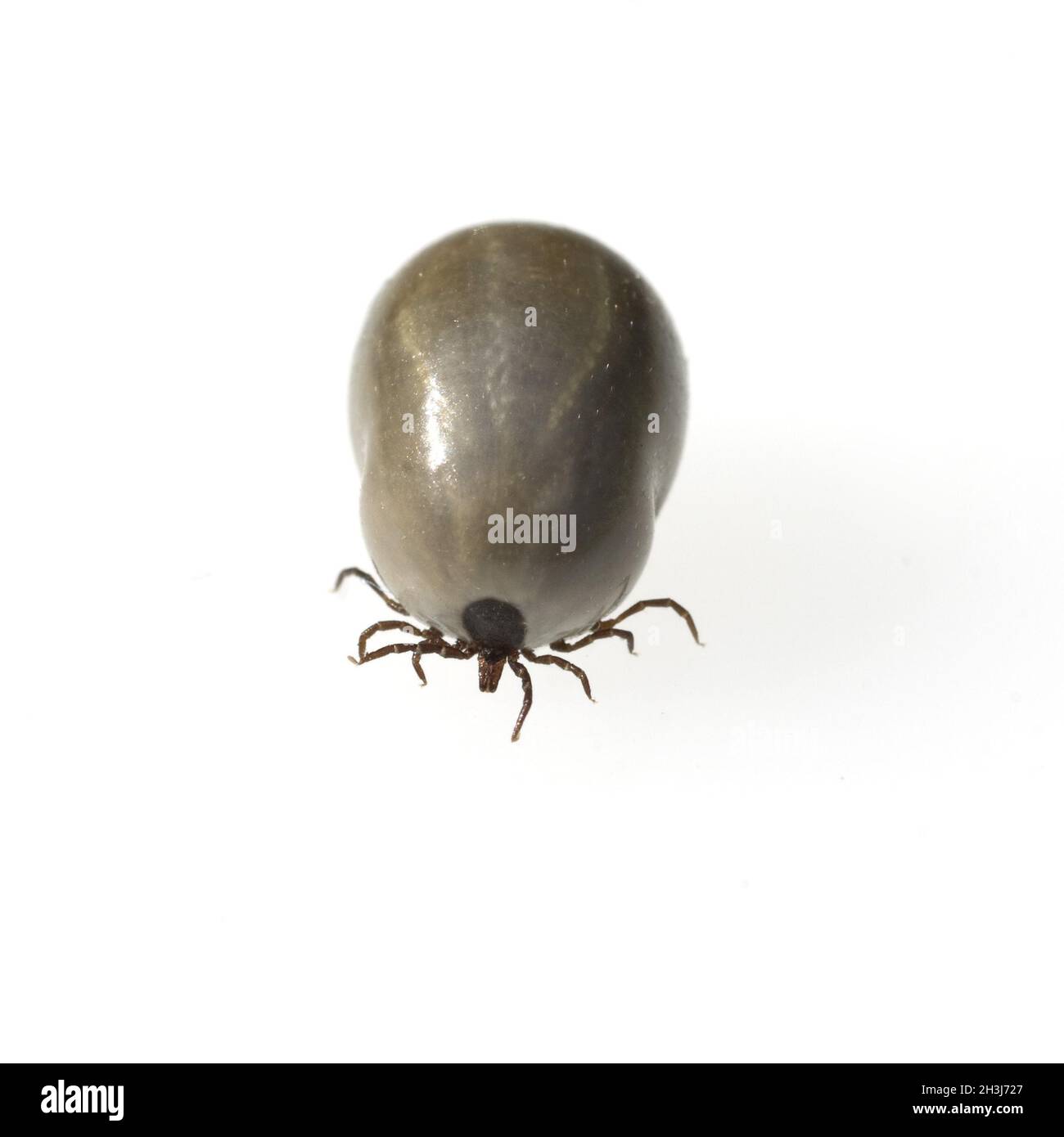 Full-bodied tick; wood tick; Ixodes ricinus Stock Photo