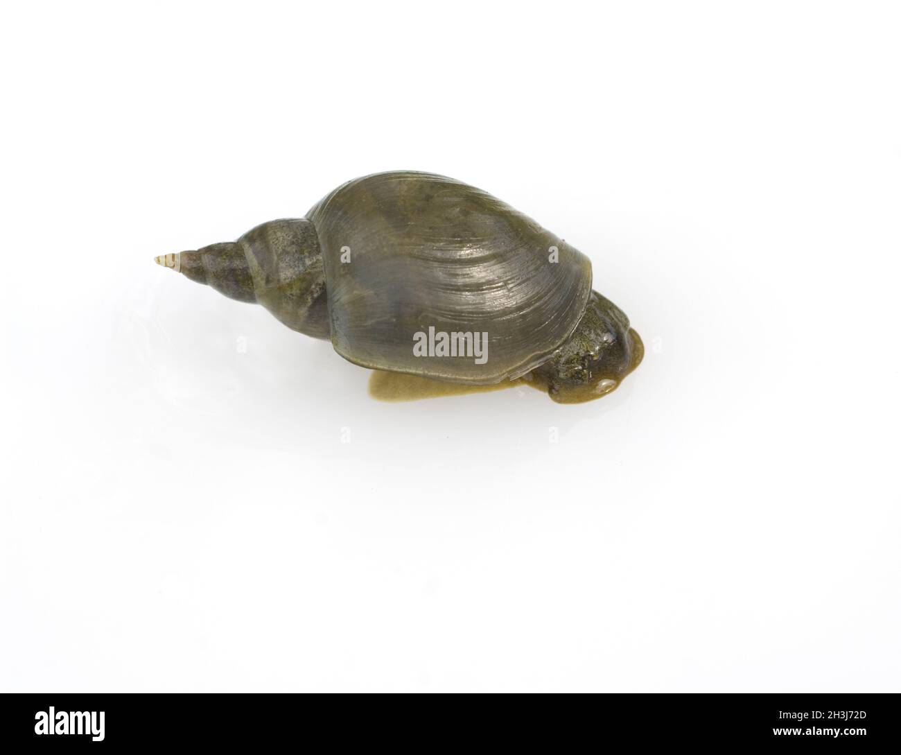 Sharp Mud Snail Stock Photo Alamy