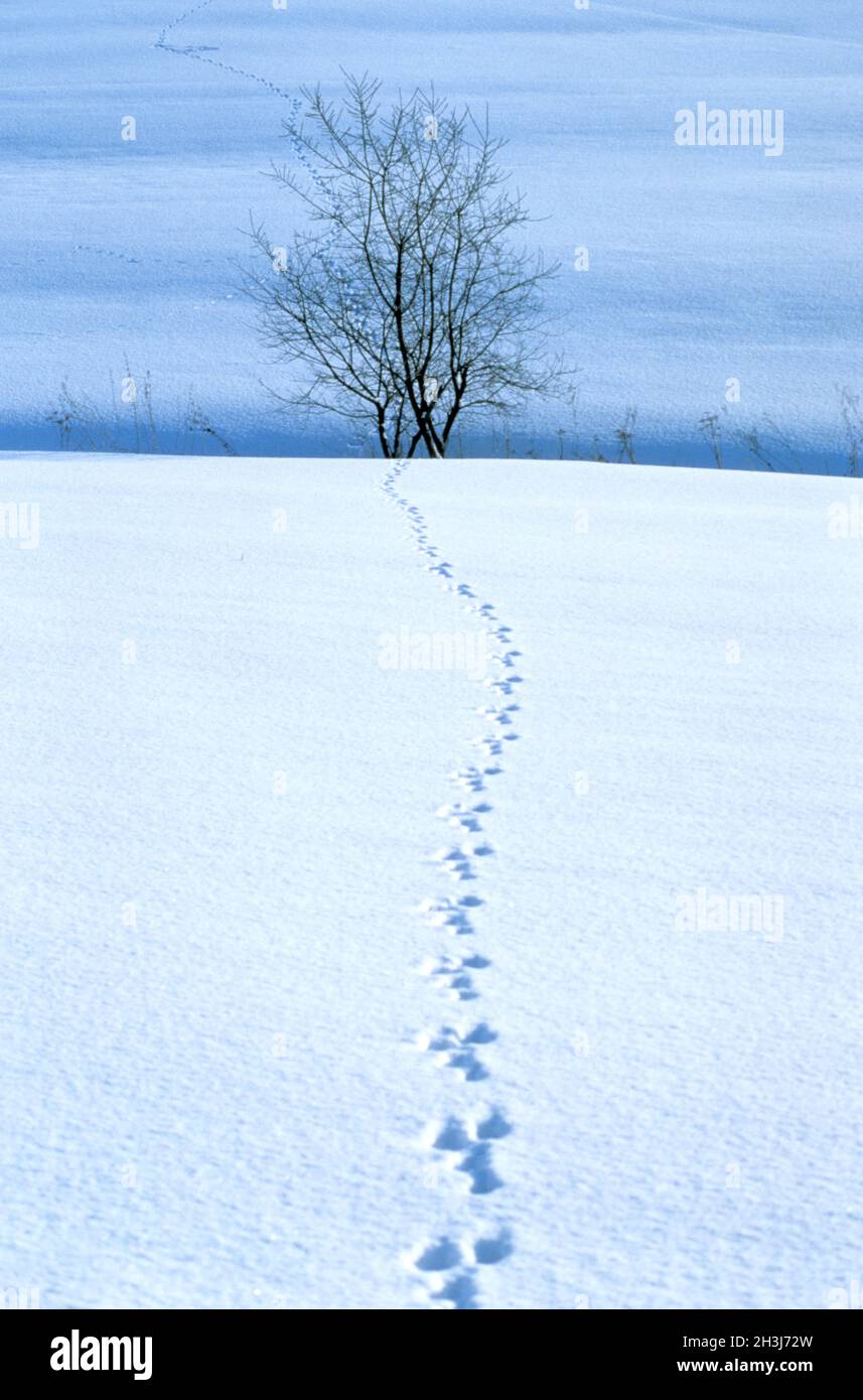 Winter landscape, Taunus, Stock Photo