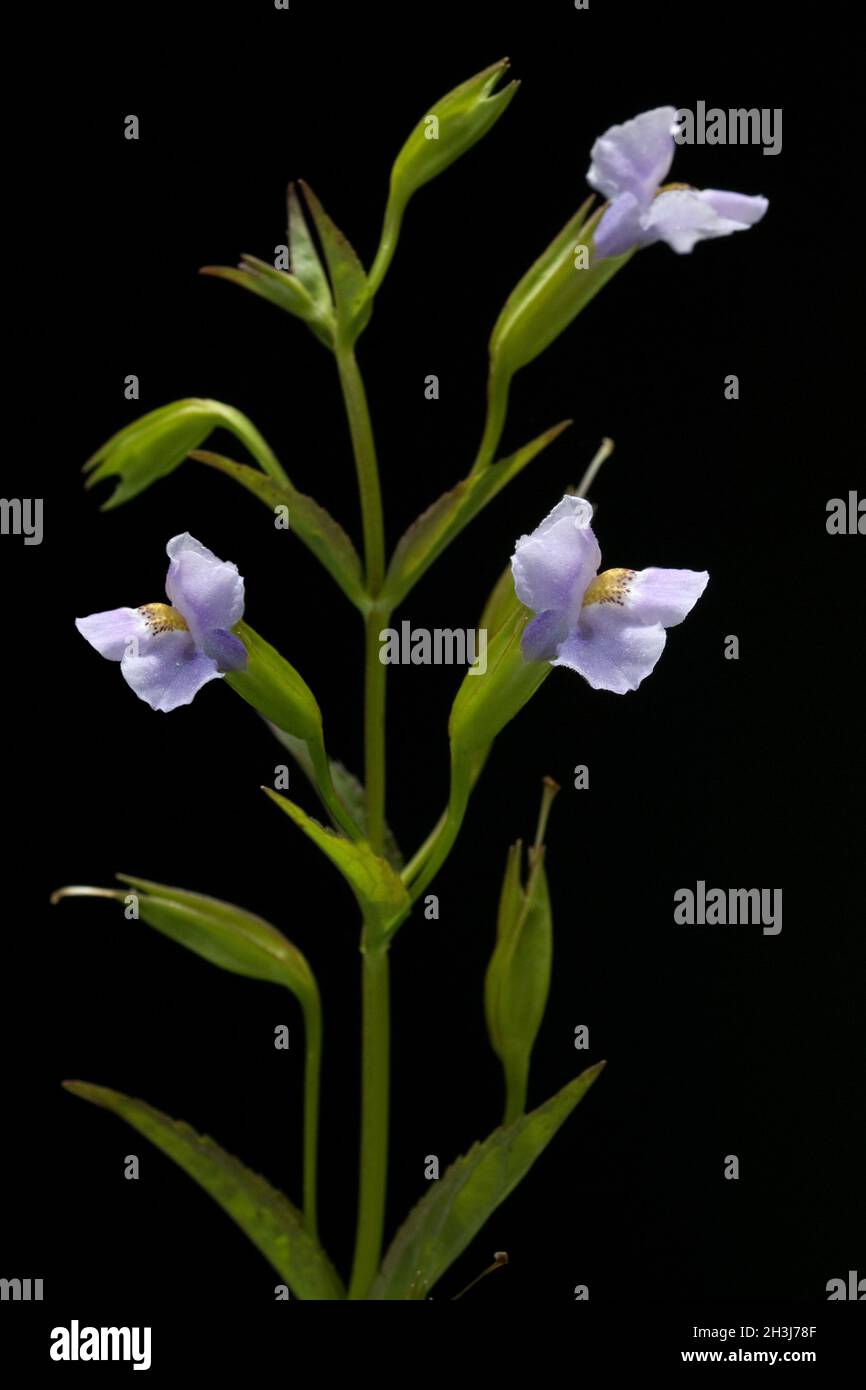Bateleur Flower; Mimulus ringens; Blue Stock Photo - Alamy