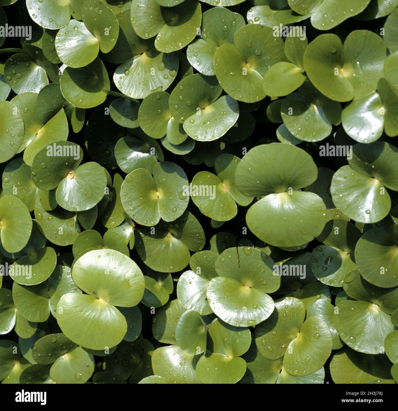 Regnellidium diphyllum, aquatic plants Stock Photo
