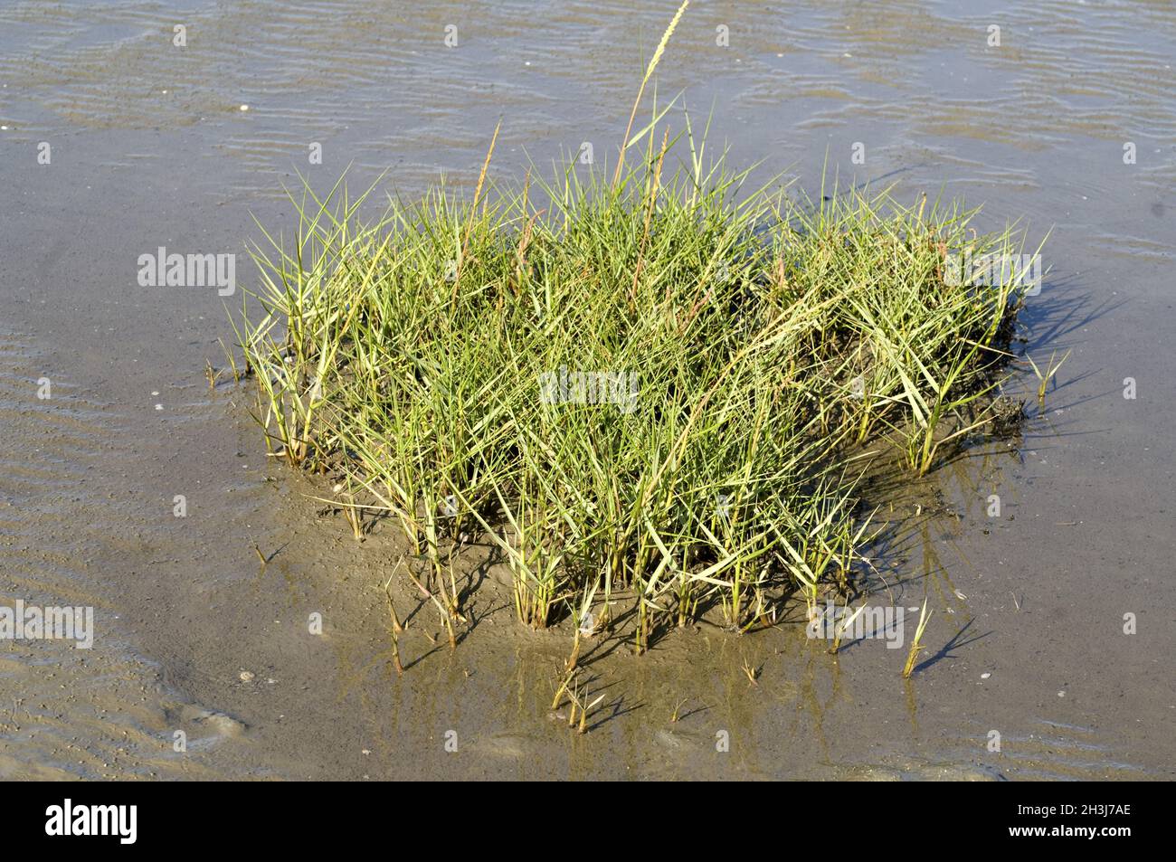 Mudgrass, salt mudgrass, Spartina anglica, Stock Photo