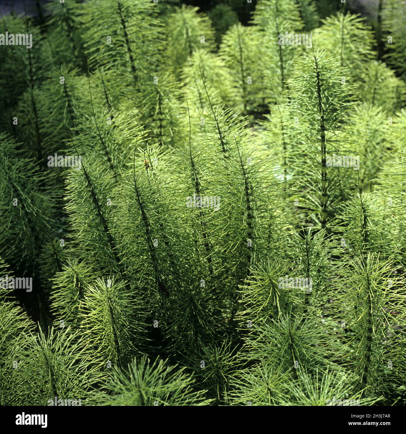 Horsetail; Equisetum; maximum Stock Photo