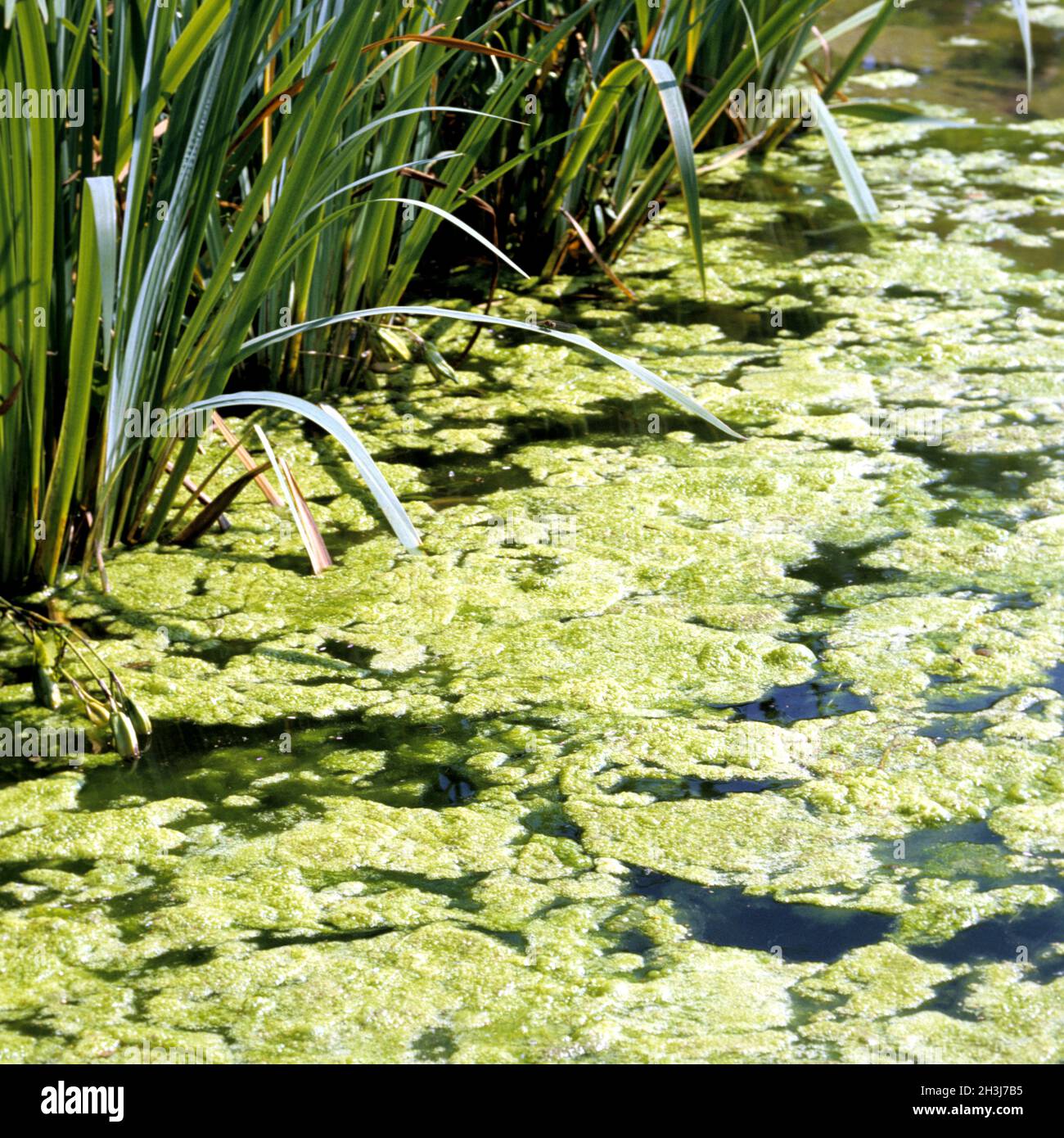 Filamentous alga, filamentous algae, species of algae, Cladophora, Stock Photo