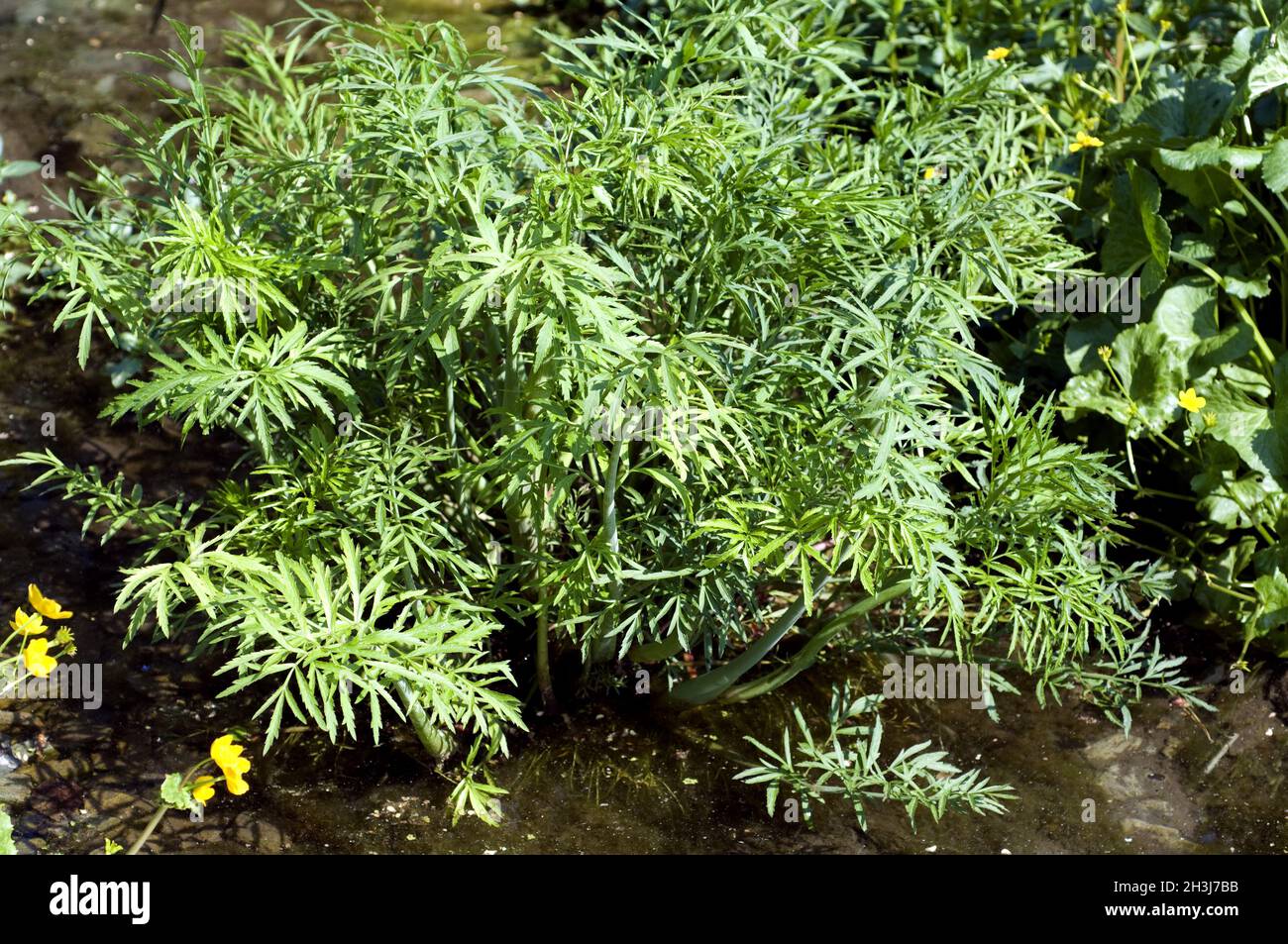Water hemlock; Cicuta virosa, poisonous plant Stock Photo