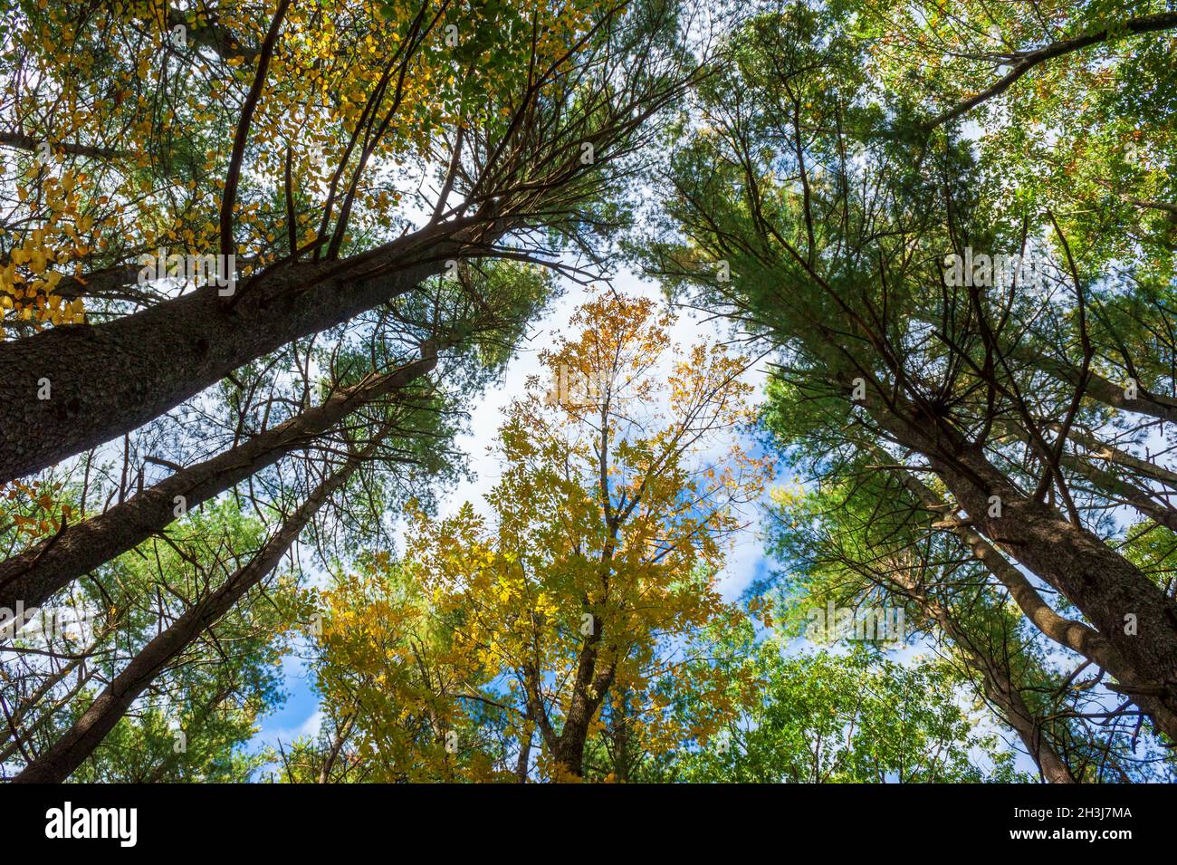 The canopy of an oak-hickory forest, with white pine trees mixed in. Foliage in fall colors. Moore State Park, Paxton, MA, US Stock Photo