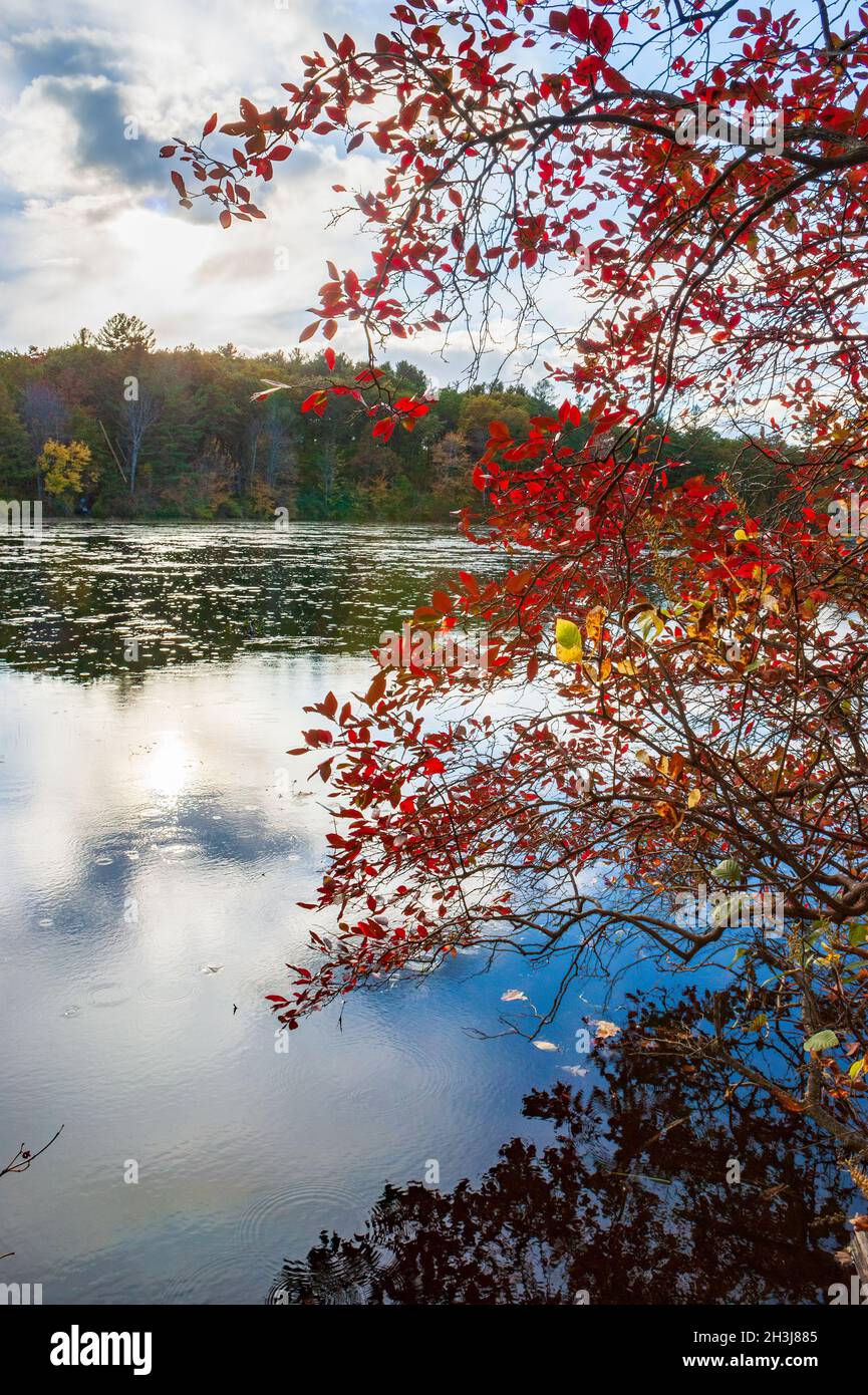 A northern highbush blueberry shrub (Vaccinium corymbosum) by a lake, with fall foliage in brilliant red. Eames Pond, Moore State Park, Paxton, MA Stock Photo