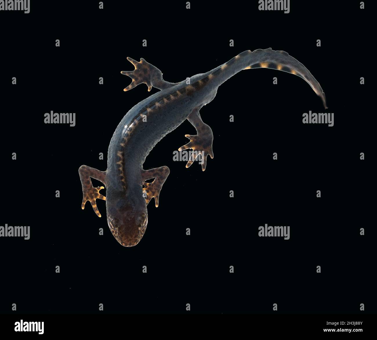 Mating costume hi-res stock photography and images - Alamy