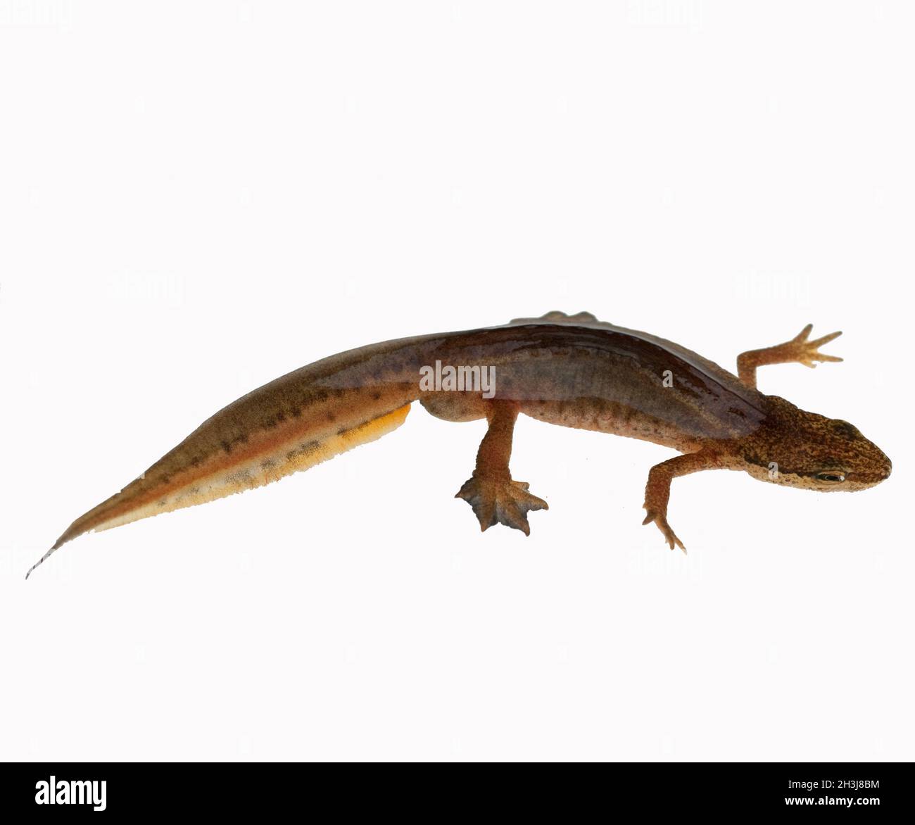 Mating costume hi-res stock photography and images - Alamy