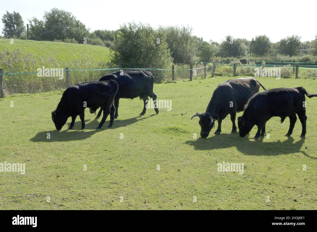 Dexter cattle, Stock Photo