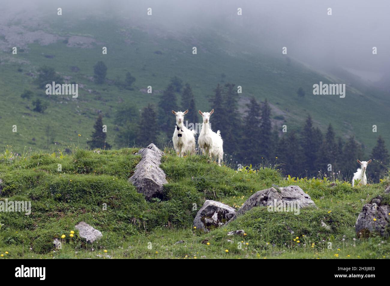 Goats, pasture, Appenzellerland, Stock Photo