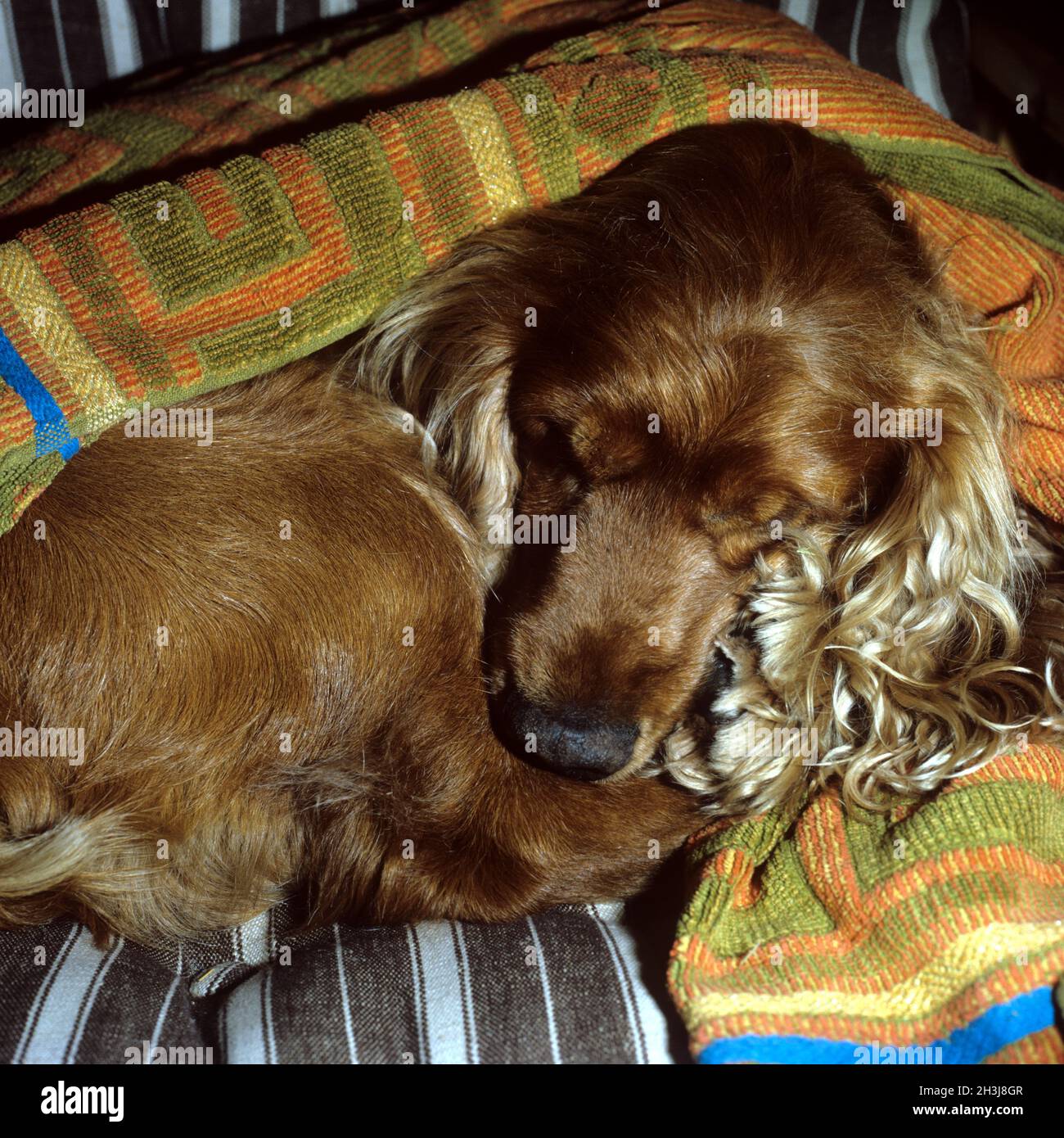 Cocker spaniel red hi-res stock photography and images - Alamy