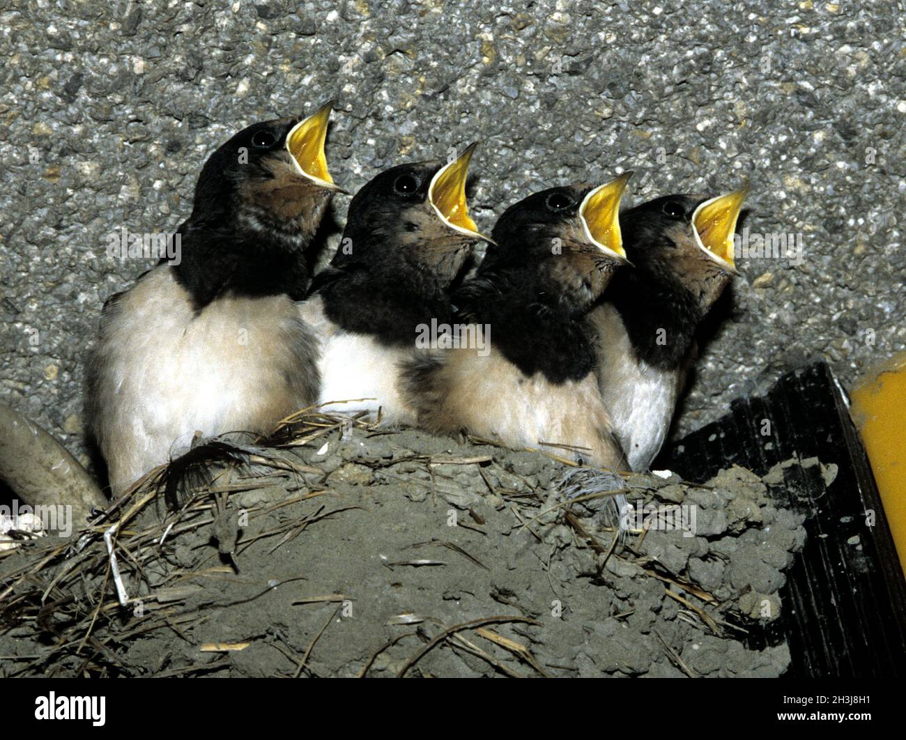 Young swallows; Swallows; Fuettern; Stock Photo