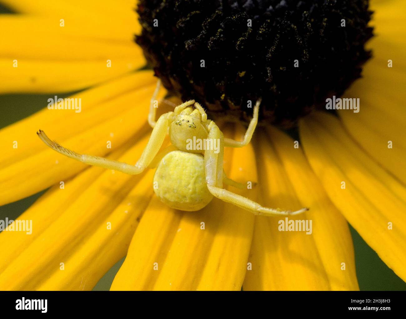 Mimicry, crab spider Stock Photo Alamy