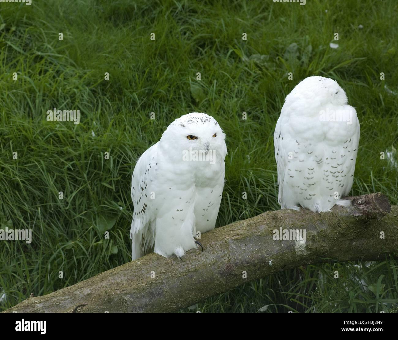 Art snowy owl hi-res stock photography and images - Alamy