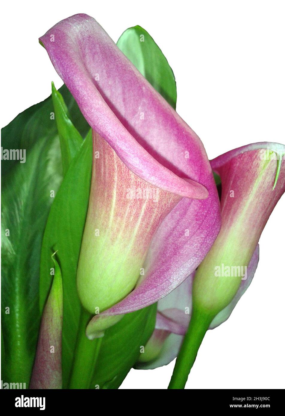 Zantedeschia, Rosa, Blueten, Stock Photo