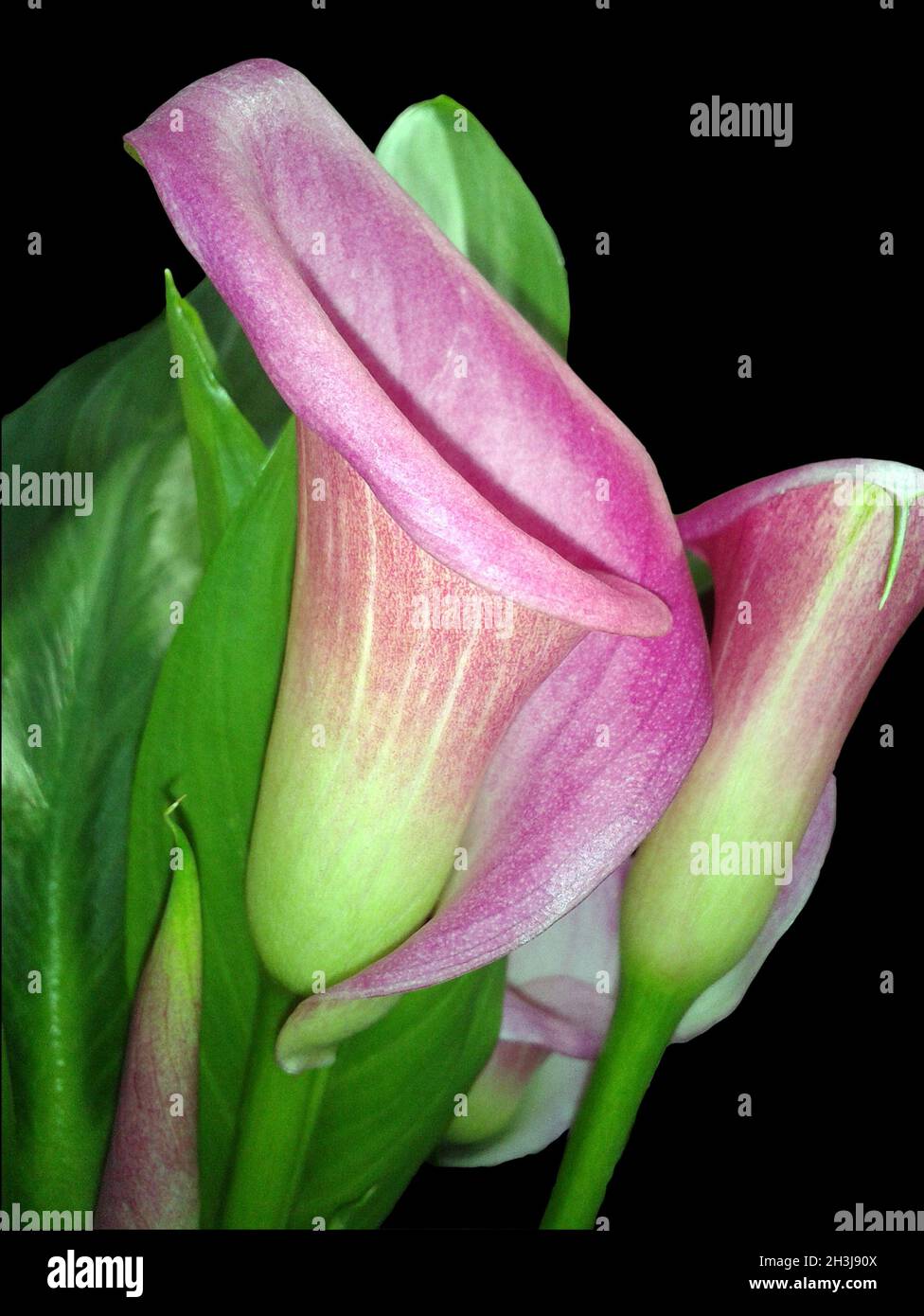 Zantedeschia, Rosa, Blueten, Stock Photo