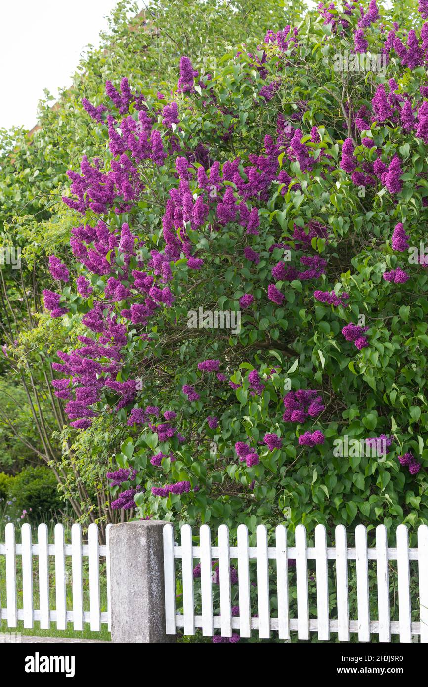 Syringa vulgaris garden hires stock photography and images Alamy