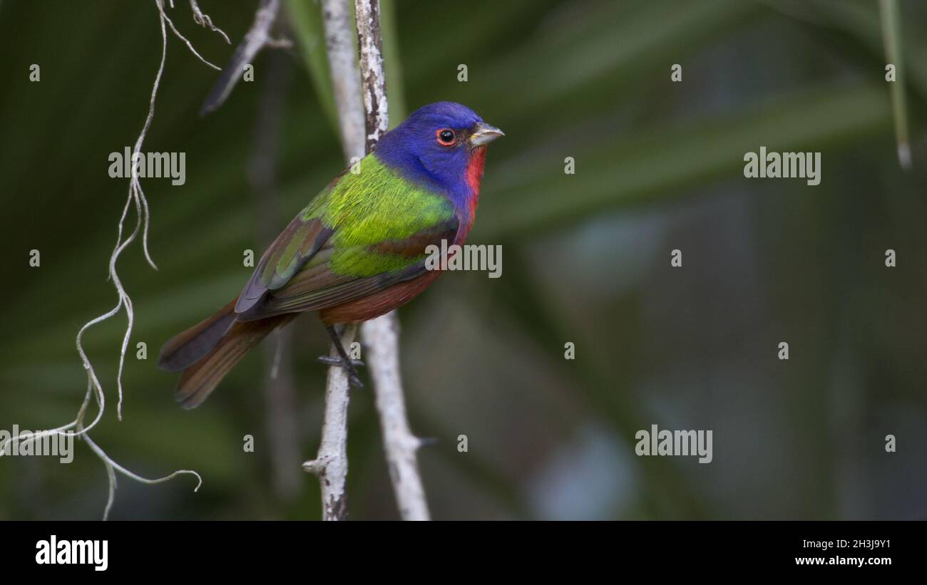 Painted Bunting Stock Photo