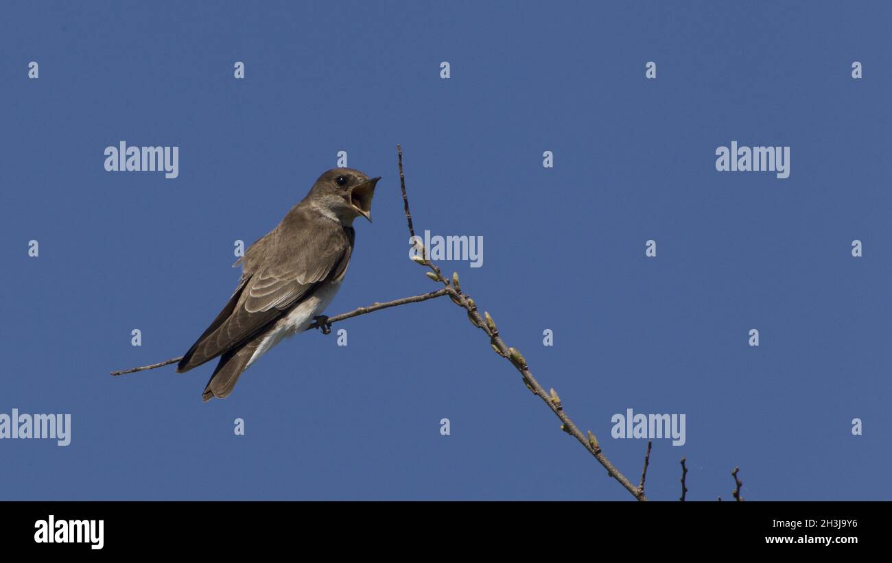 Rough winged Swallow Stock Photo