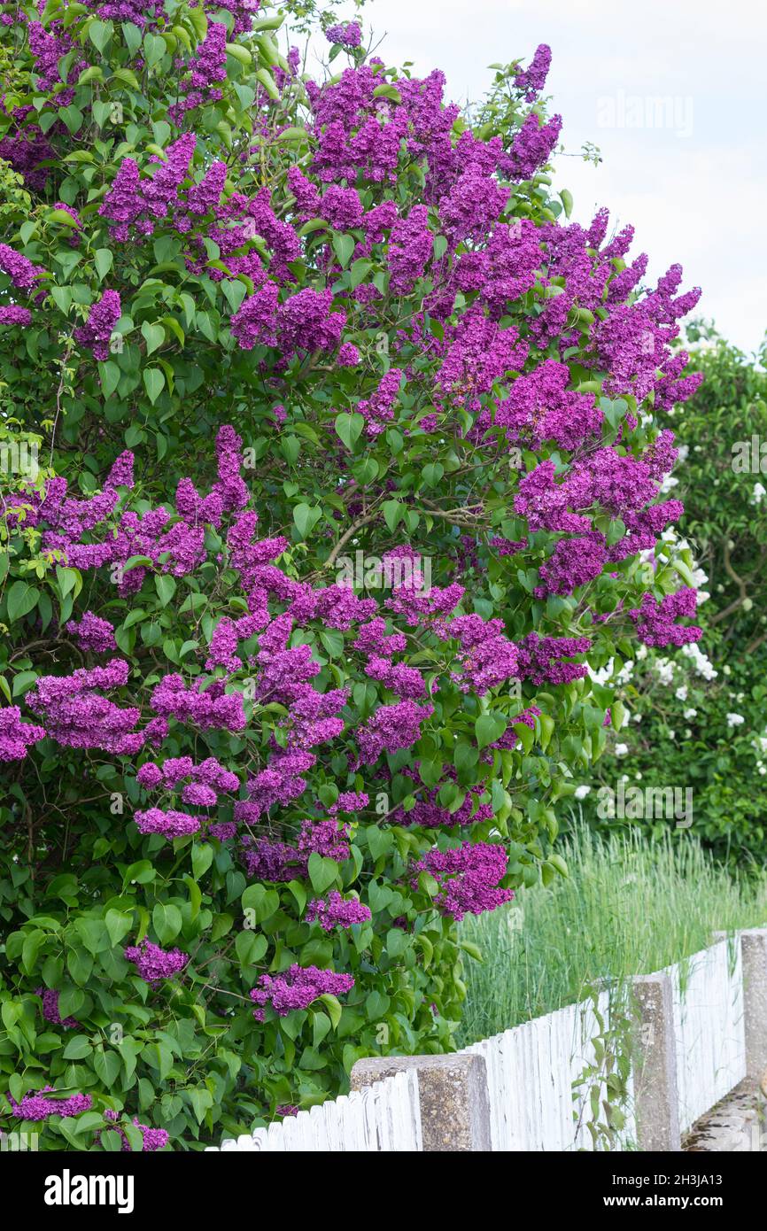GartenFlieder, Flieder, Blüte, Blüten, blühend, Gemeiner Flieder