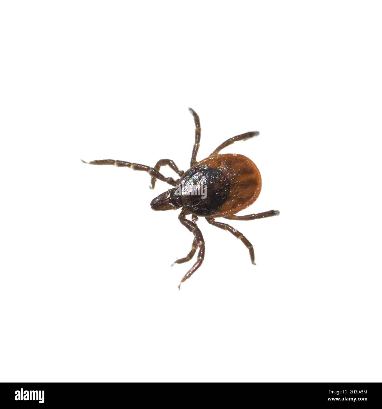 Tick; wood tick; Ixodes ricinus Stock Photo