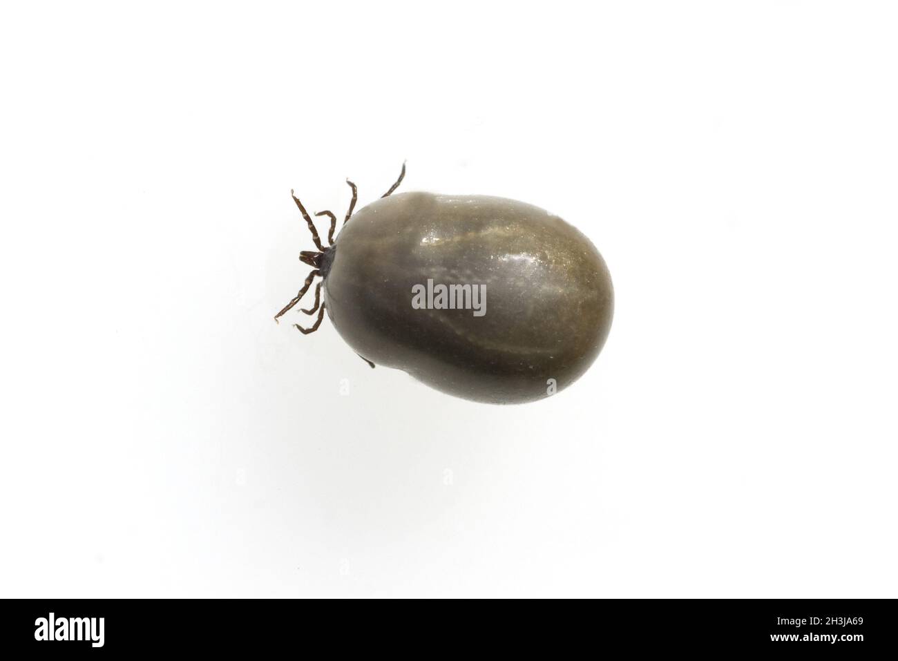 Full-bodied tick; wood tick; Ixodes ricinus Stock Photo
