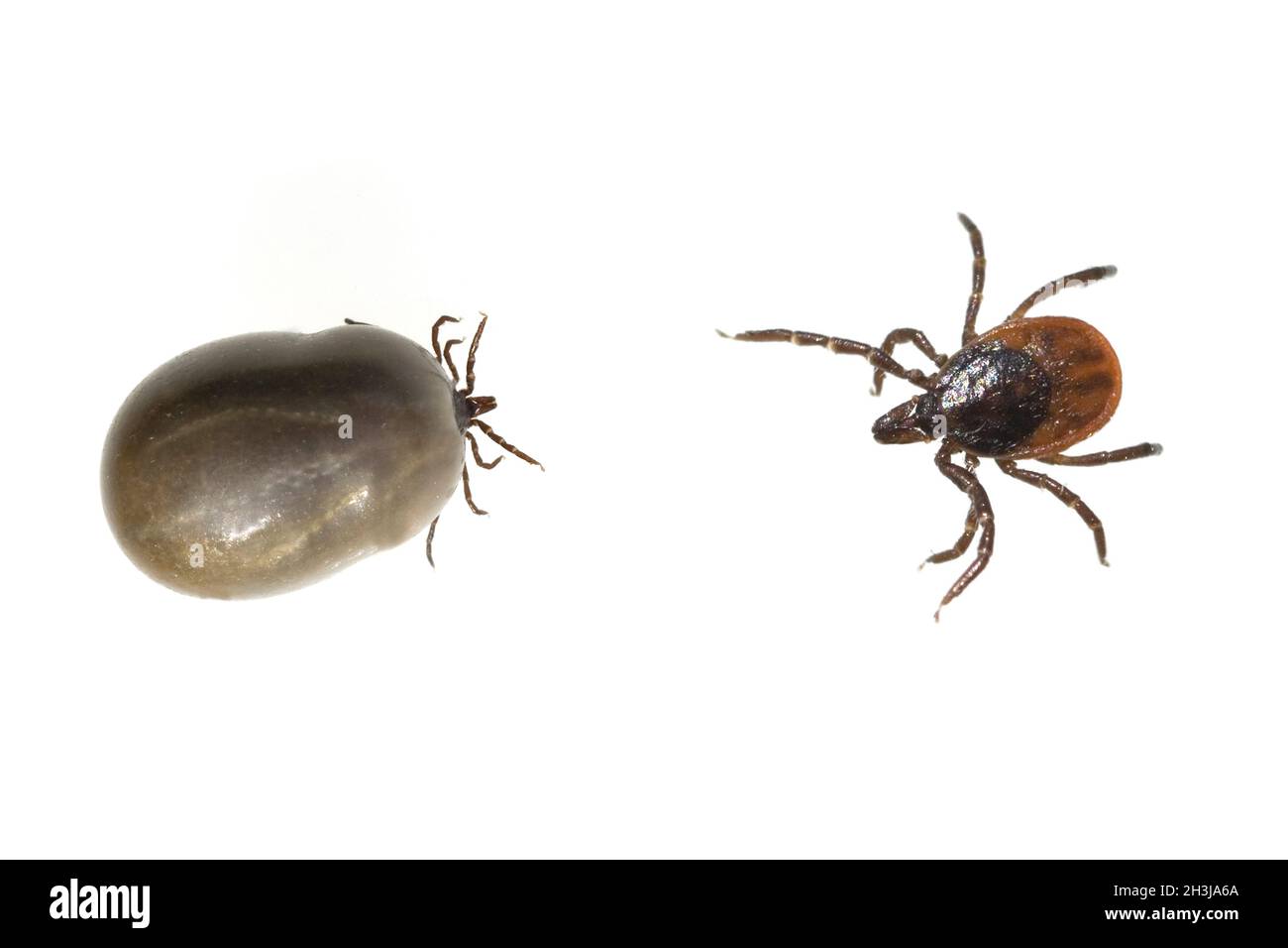 Full-souled; tick; wood tick; ixodes; ricinus; Stock Photo
