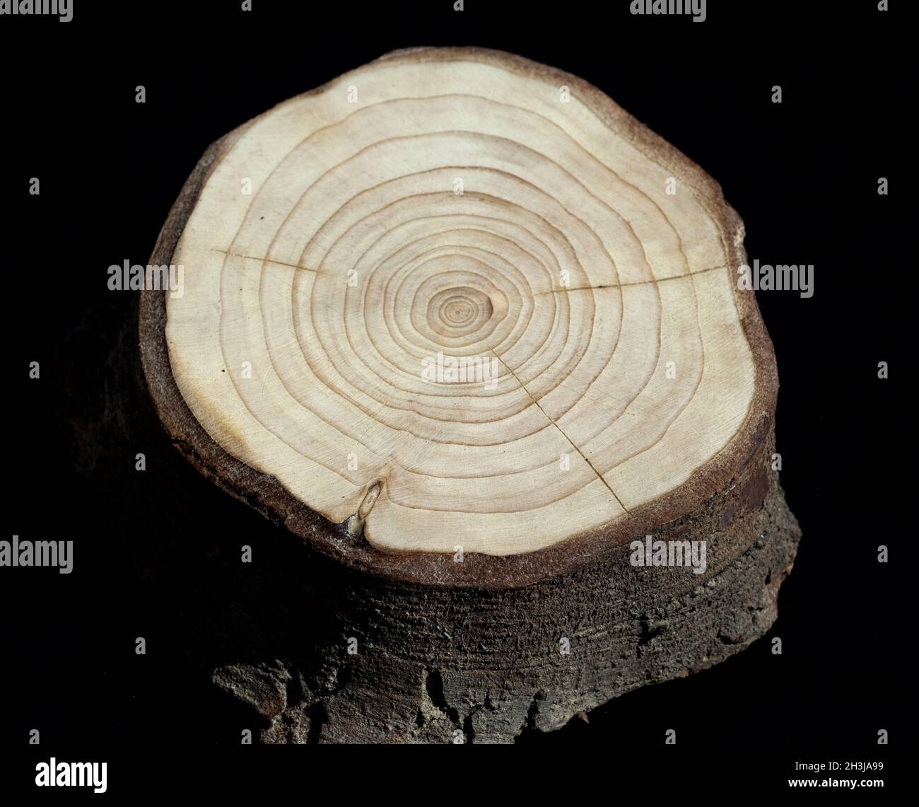 Annual rings; annual ring; wooden ring Stock Photo Alamy