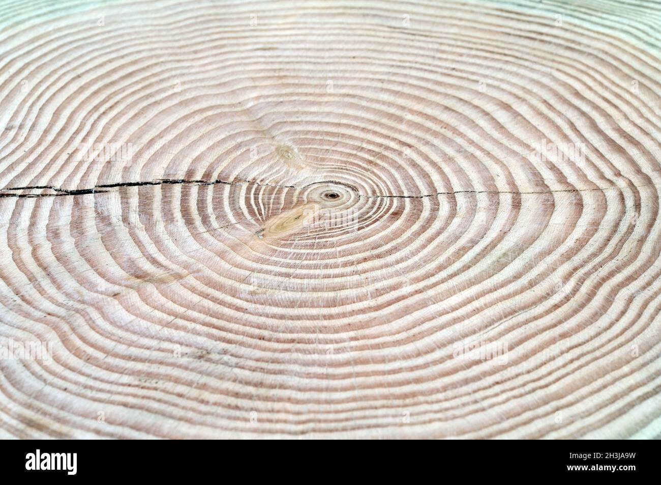 Annular tree rings hi-res stock photography and images - Alamy