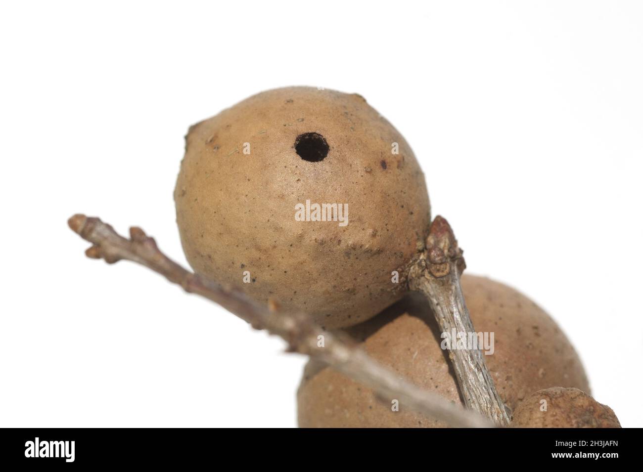 Apple of Gall Stock Photo Alamy