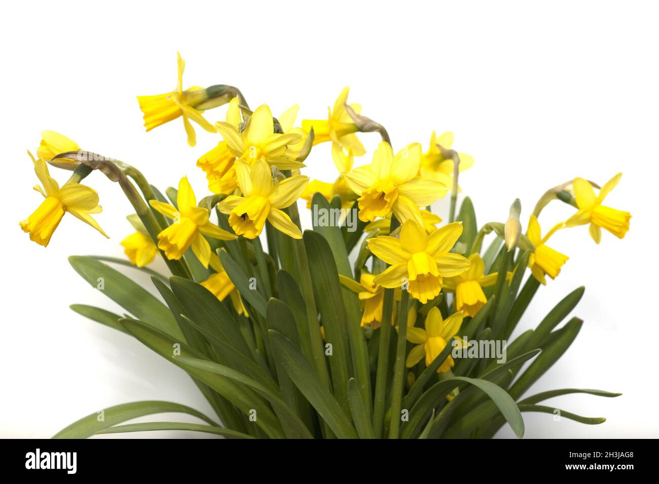 Daffodil Tete A Tete Narcissus Daffodil Stock Photo Alamy Daffodil Tete A Tete Narcissus Daffodil Stock Photo Alamy
