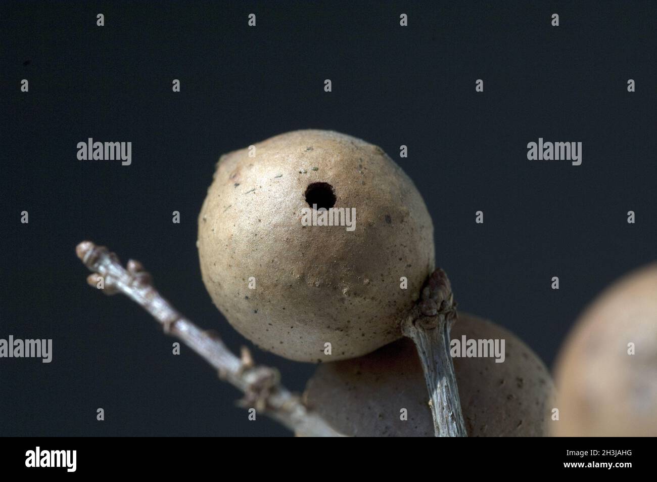 Apple of Gall Stock Photo Alamy