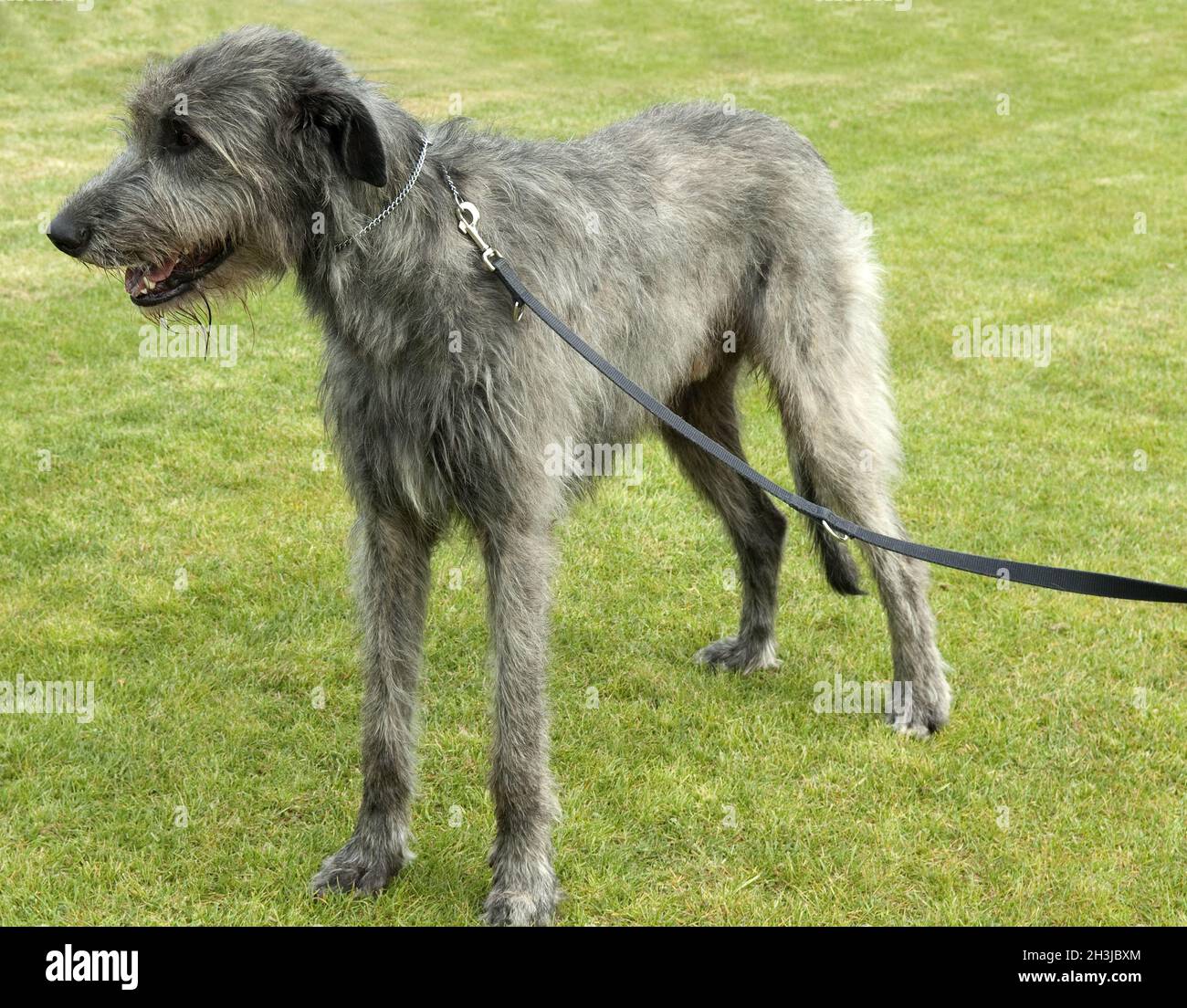 Irish greyhound hires stock photography and images Alamy