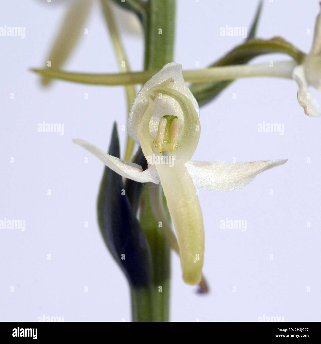 Gruene Waldhyazinthe, Platanthera chlorantha, Stock Photo