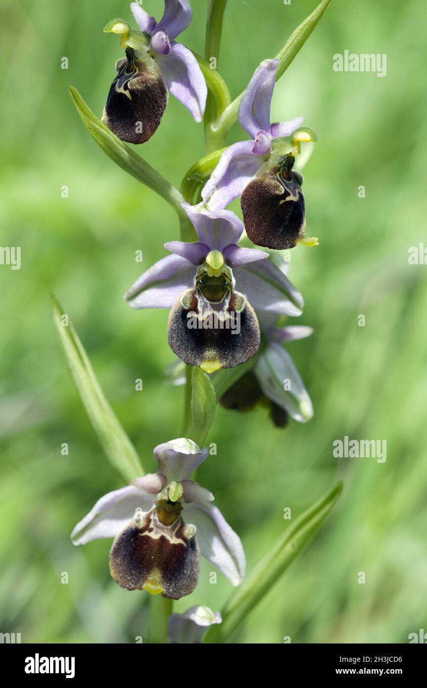 Hummel-Ragwurz, Ophrys, holoserica, Ragwurz, Orchidee Stock Photo
