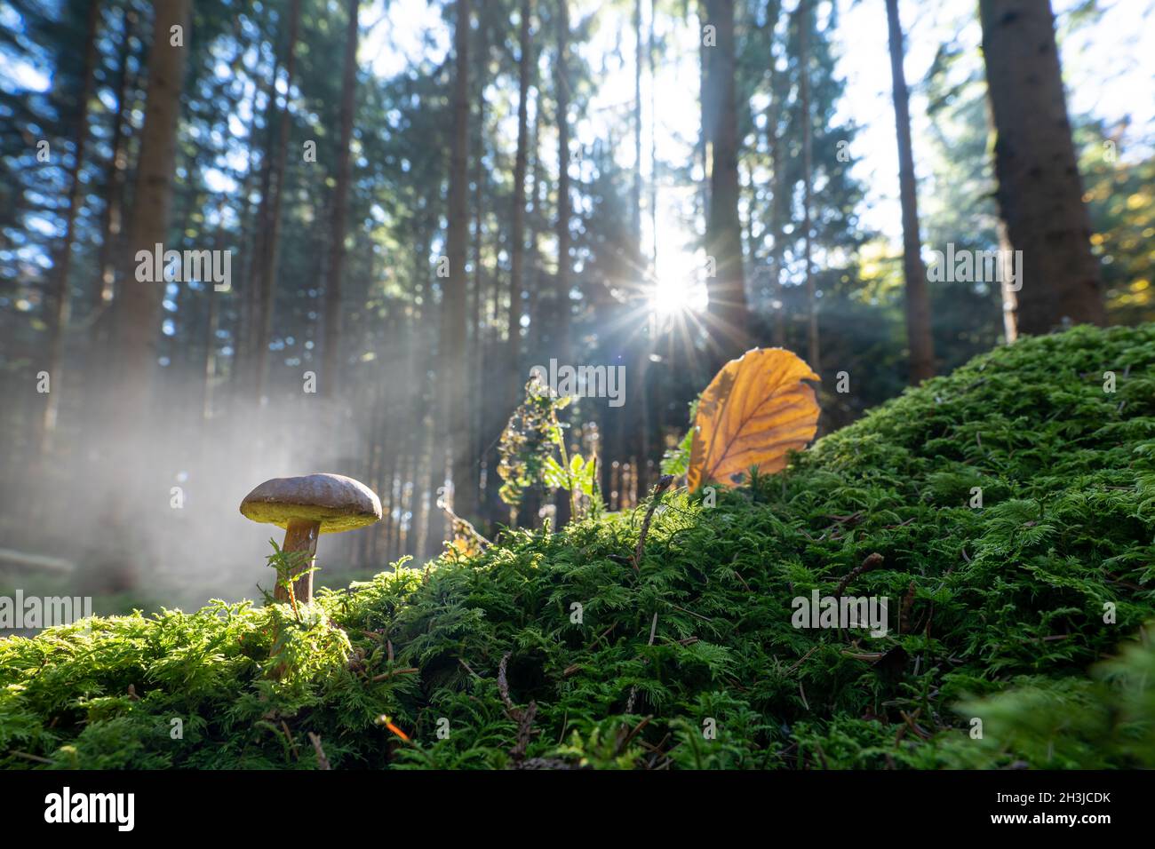 Morning fog in a forest with an autumn leaf and a heart shaped hole, beautiful nature in the fall season. Stock Photo