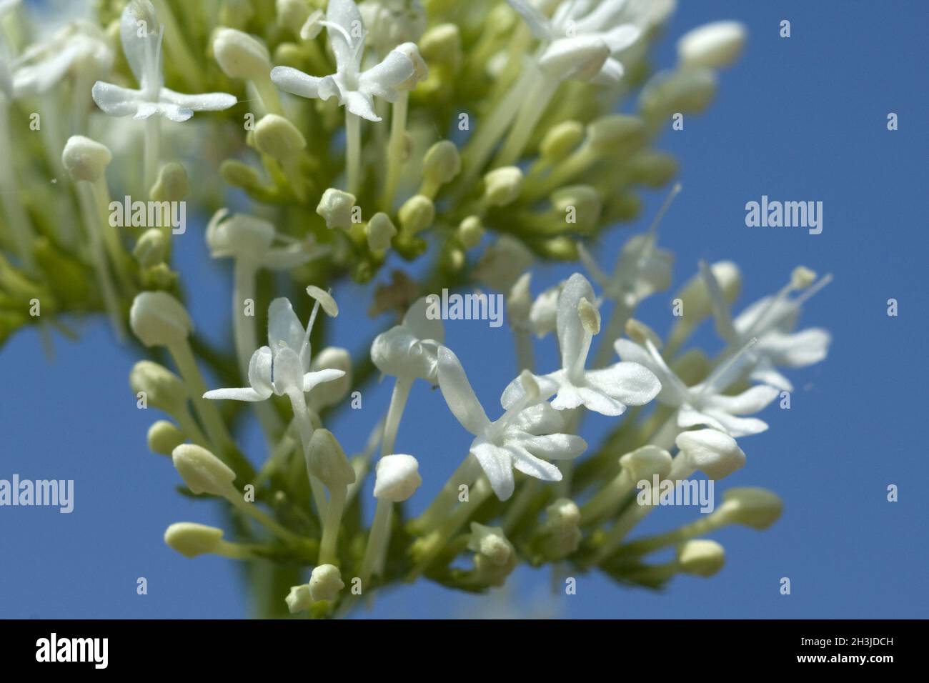 Spornblume, Centranthus, ruber, alba, Albus, Stock Photo