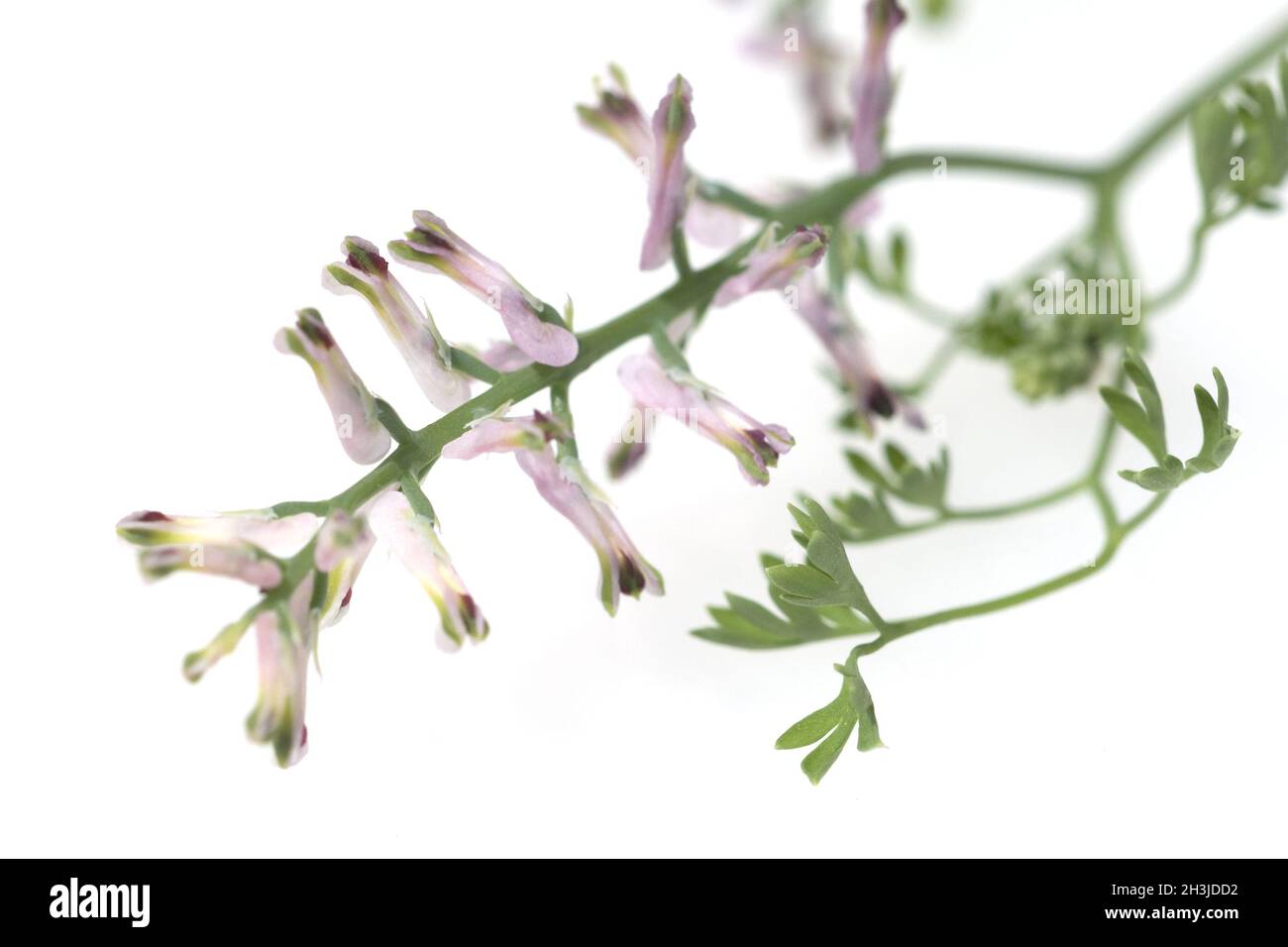 Erdrauch; Fumaria, Officinalis Stock Photo