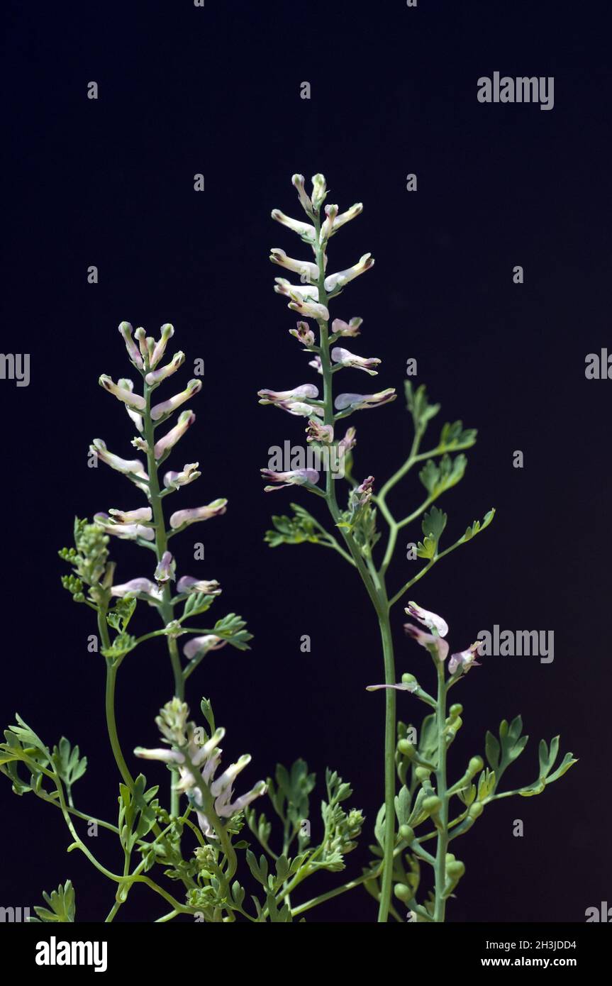 Erdrauch; Fumaria, Officinalis Stock Photo