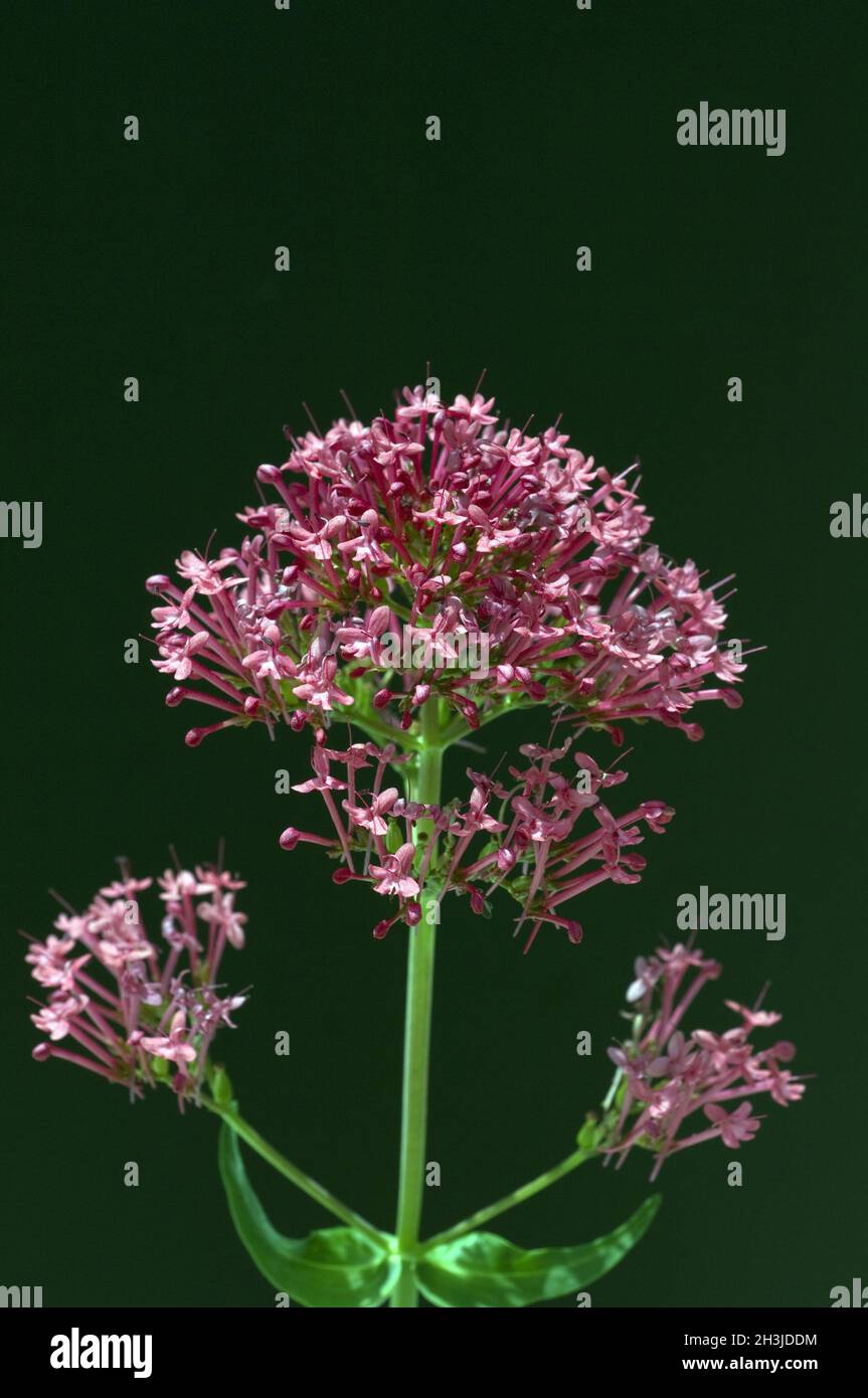 Spornblume, Centranthus, ruber, Spornblumen, Stock Photo