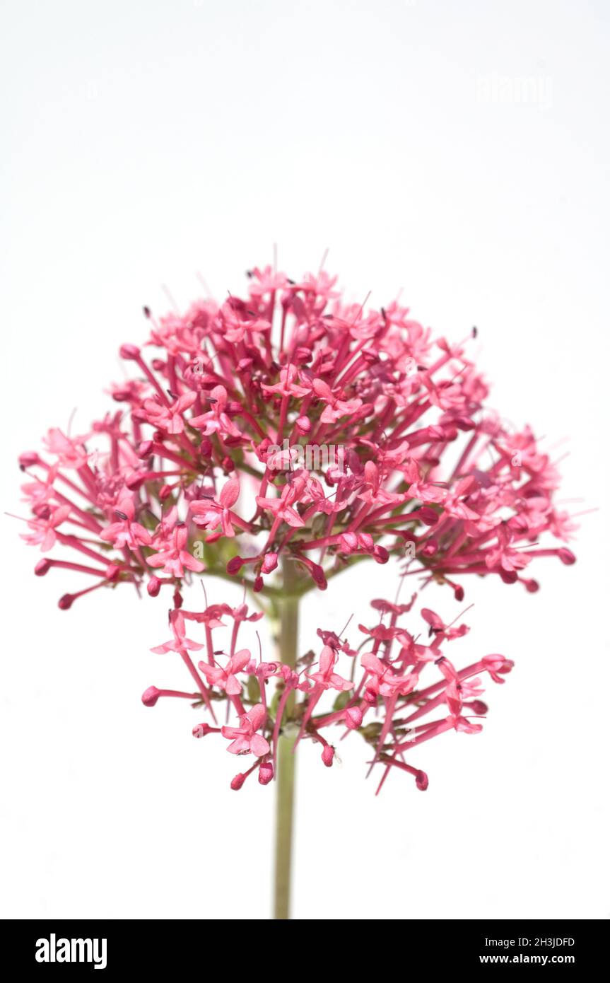 Spornblume, Centranthus, ruber, Spornblumen, Stock Photo